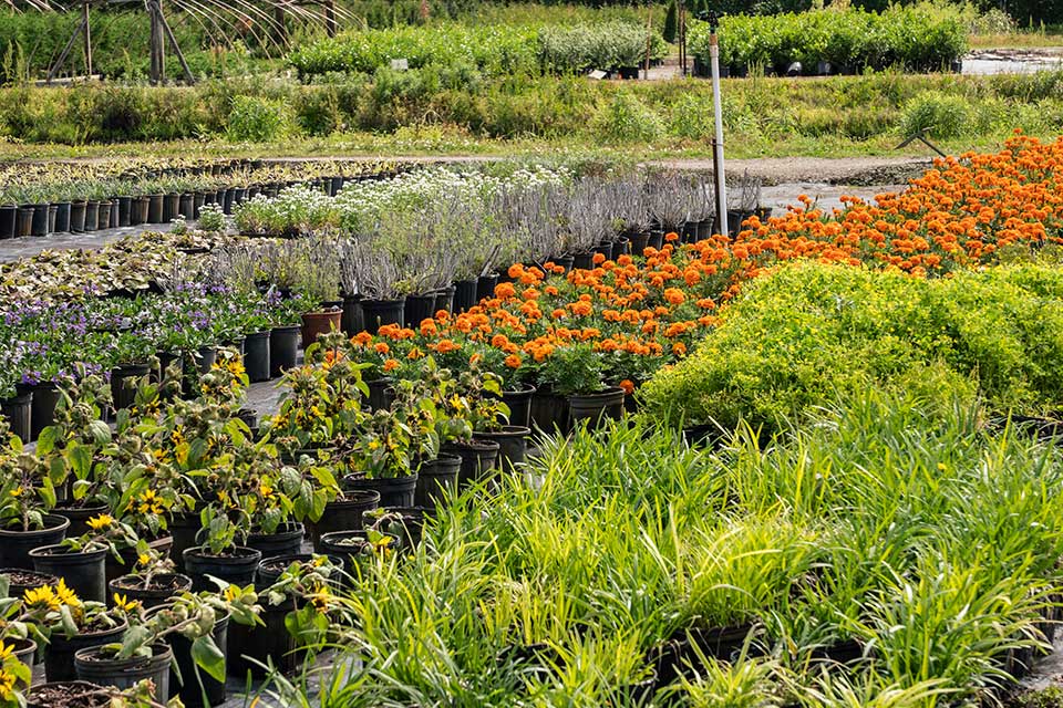 Plants on yard