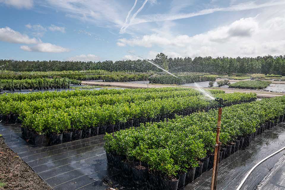 Plants being watered