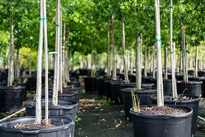 Trees in nursery